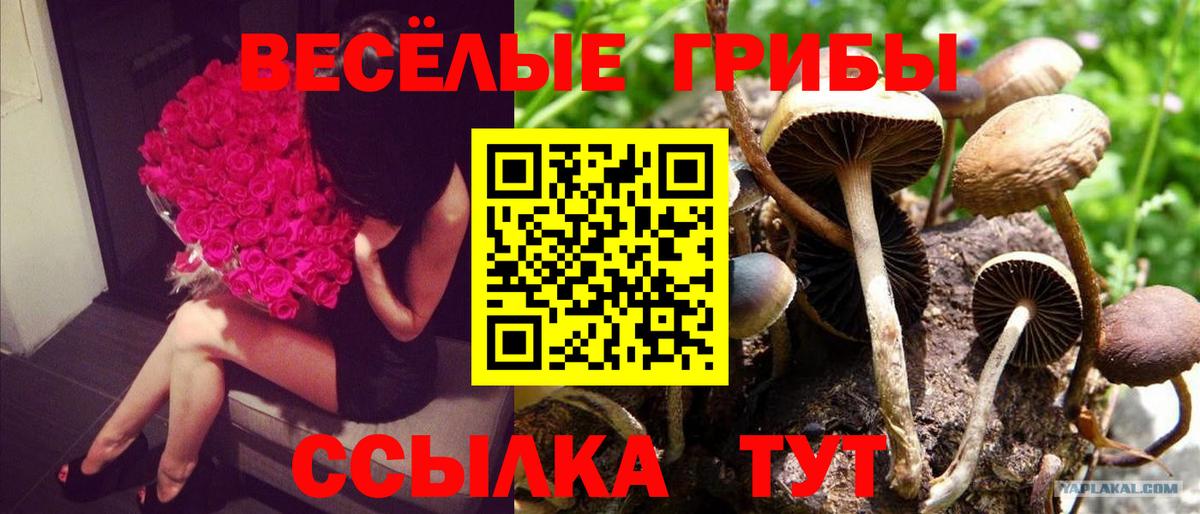Псилоцибиновые грибы мицелий Сыктывкар